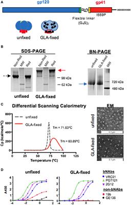 Glutaraldehyde Cross-linking of HIV-1 Env Trimers Skews the Antibody Subclass Response in Mice